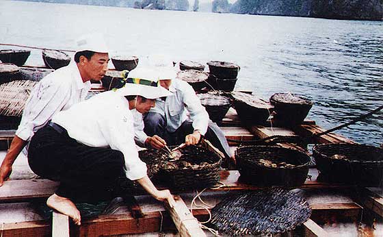 Oyster Farming photo image