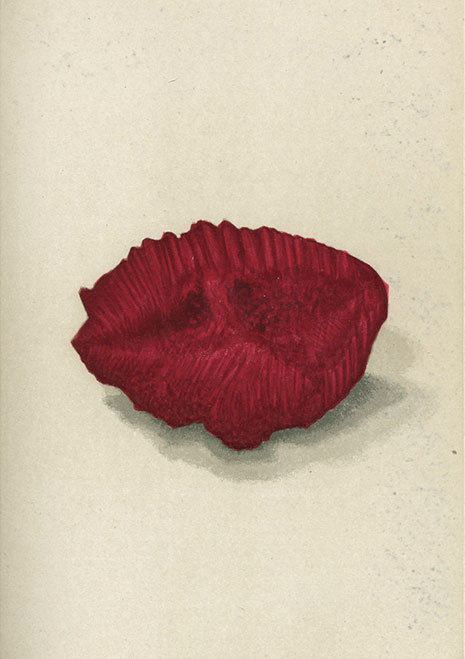 Ruby illustration image