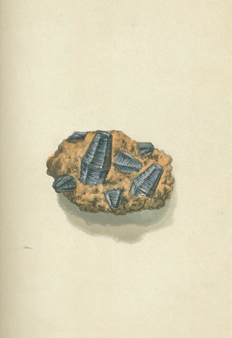 Sapphire Specimen illustration image