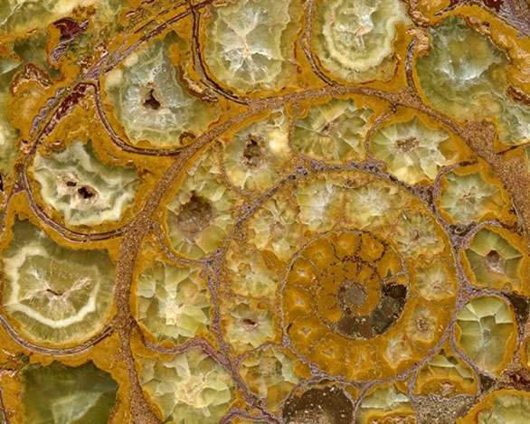 Ammonite photo image