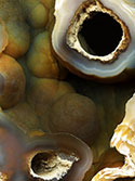 Fossil Coral Agate photo image