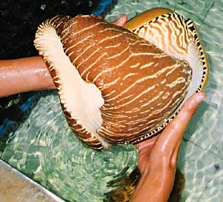 Marine Snail Being Handled photo image