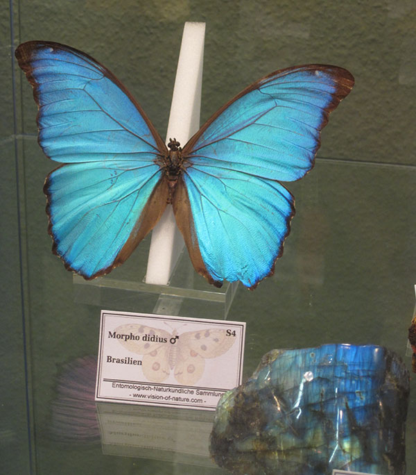 Butterfly and Mineral photo image