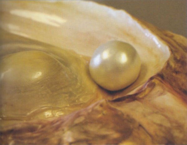 Pearl photo image